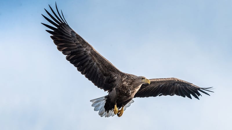 White-tailed eagle in flight White-tailed eagle in flight